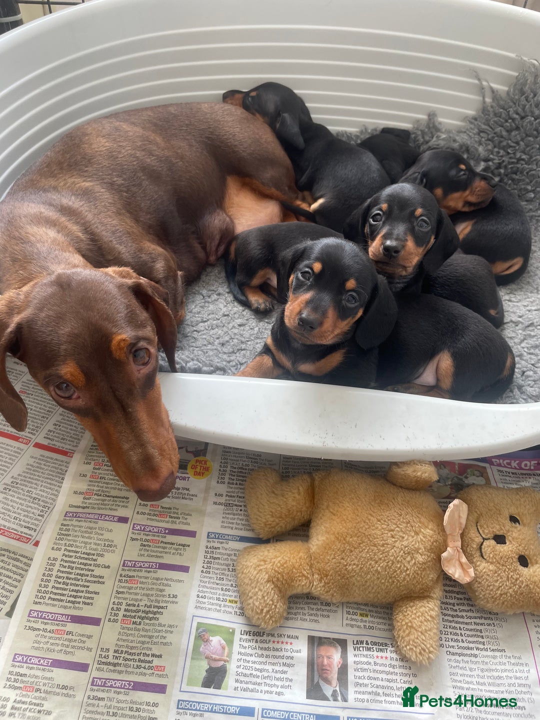 Dachshund dogs for sale: KC Reg Mini Smooth Pups (just two left) Black&Tan - Image 9