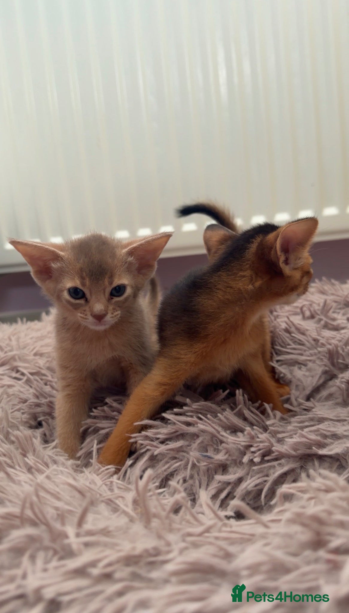 Abyssinian cats Beautiful GCCF Registered Abyssinian Kittens 💙❤️ - Advert 2