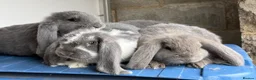 French Lop rabbits for sale: Stunning French lop babies  - Advert 20