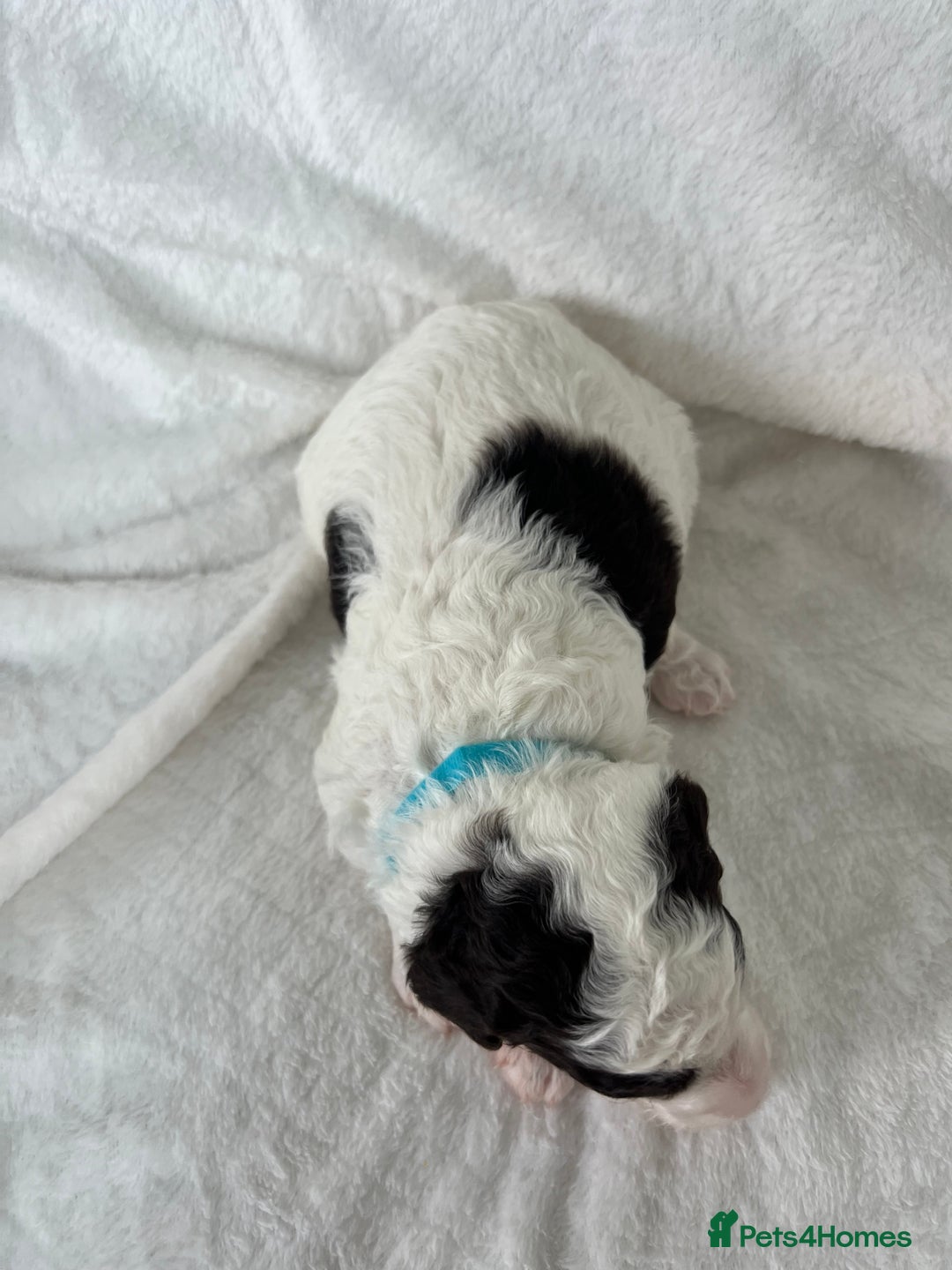 Goldendoodle dogs for sale: Beautiful litter of Goldendoodles  - Image 21