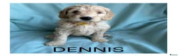 Mixed Breed dogs for sale: Multigeneration Cream/Apricot Double Labradoodles  - Advert 13
