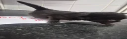 Mixed Breed cats for sale: Fluffy black and grey kittens  - Advert 11