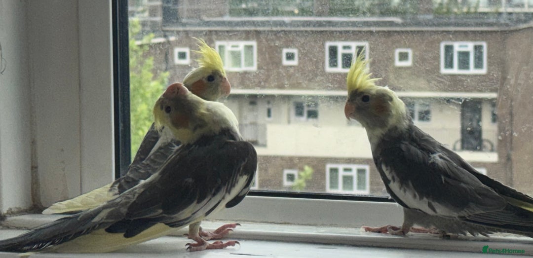 Cockatiels birds for sale: Baby cockatiel birds - Image 5