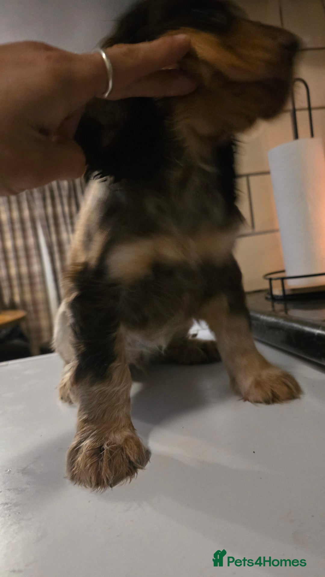 Cocker Spaniel dogs for sale: Chocolate Roan & Tan Cocker Spaniel Puppies - Advert 28