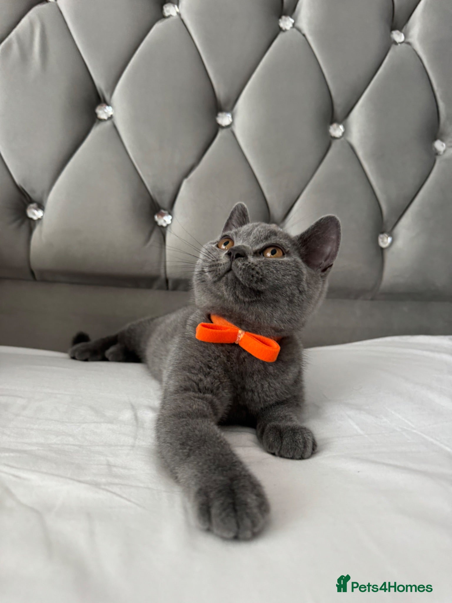 British Shorthair cats Beautiful  Blue British Shorthair Kittens  - Advert 11