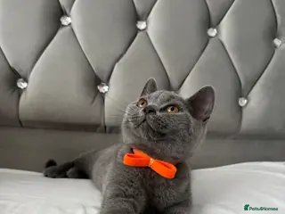British Shorthair cats Beautiful Blue British Shorthair Kittens - Advert 11