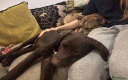 Mixed Breed dogs for sale: Mixed breed lab x Doberman - Image 7