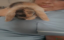 Mini Lop rabbits for sale: Mini lop for sale  - Image 6