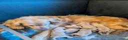 Golden Retriever dogs for sale: DNA hereditary clear puppies  - Advert 3