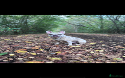 French Bulldog dogs for sale: Girl Frenchie  - Image 4