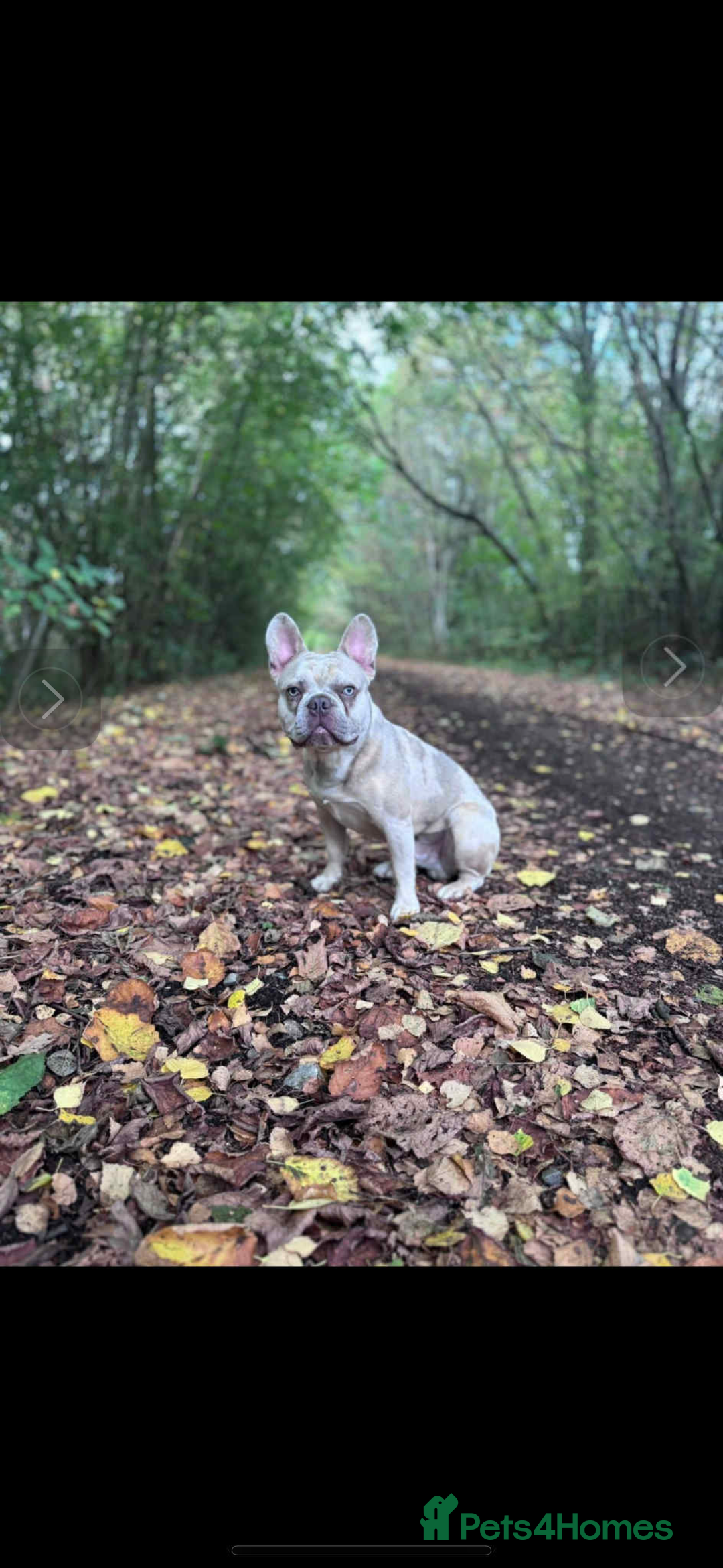 French Bulldog dogs for sale: Girl Frenchie  - Image 4