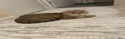 Scottish Fold cats for sale: Scottish Fold Golden Shaded Golden Tabby Colouring - Advert 2