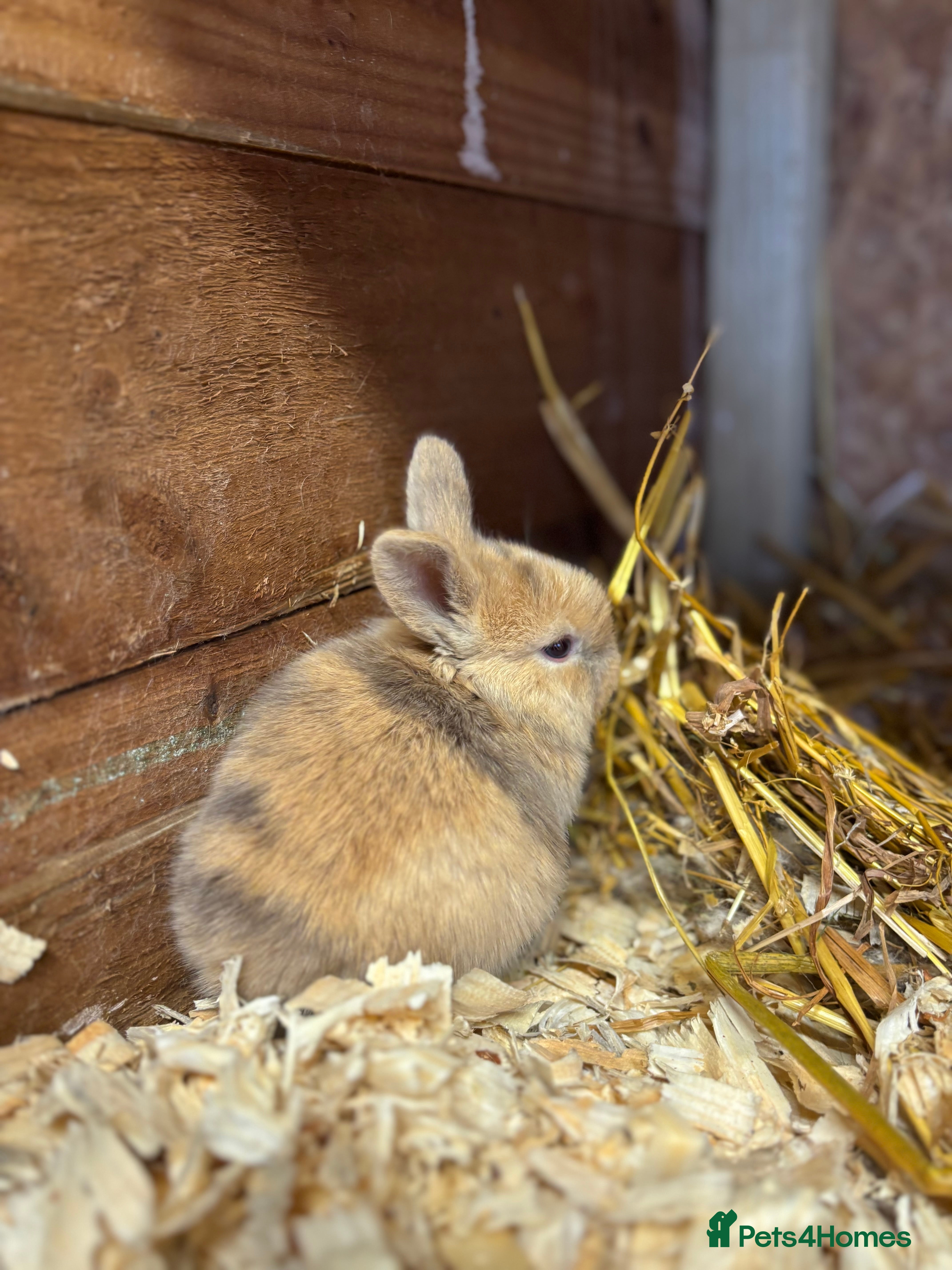 Mixed Breed rabbits Only 3 left to reserve Holland lop x lionhead  - Advert 17