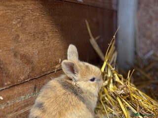 Mixed Breed rabbits Mini lops- Also have Holland lop x lionhead soon - Advert 7