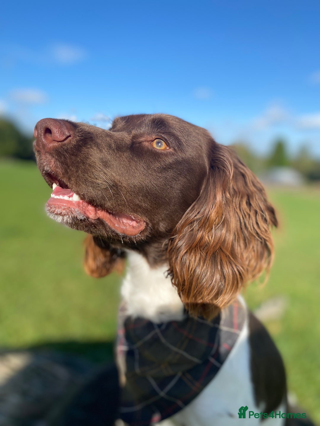 English Springer Spaniel dogs for sale: KC registered Springer Spainel  - Advert 6