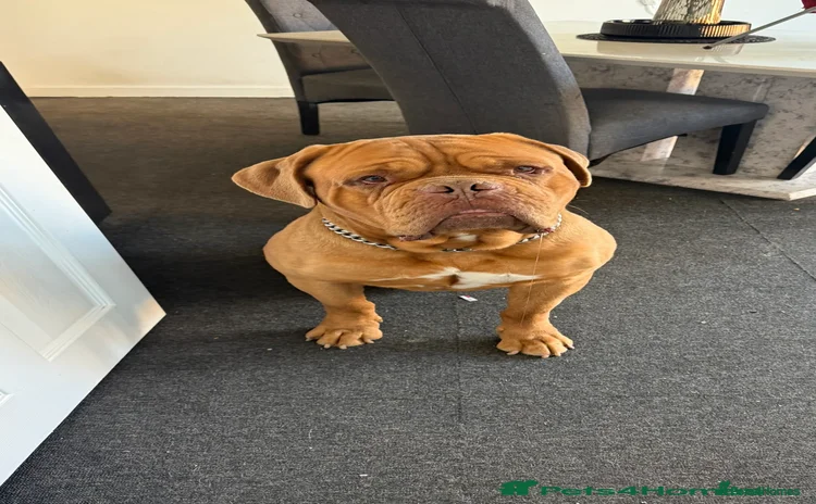 Dogue De Bordeaux dogs - Advert 1