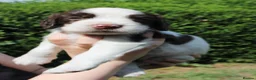 English Springer Spaniel dogs for sale: KC English Springer Spaniel puppies for sale - Advert 8