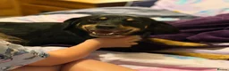 Mixed Breed dogs for sale: Cocker x Australia kelpie  in Chard - Advert 5