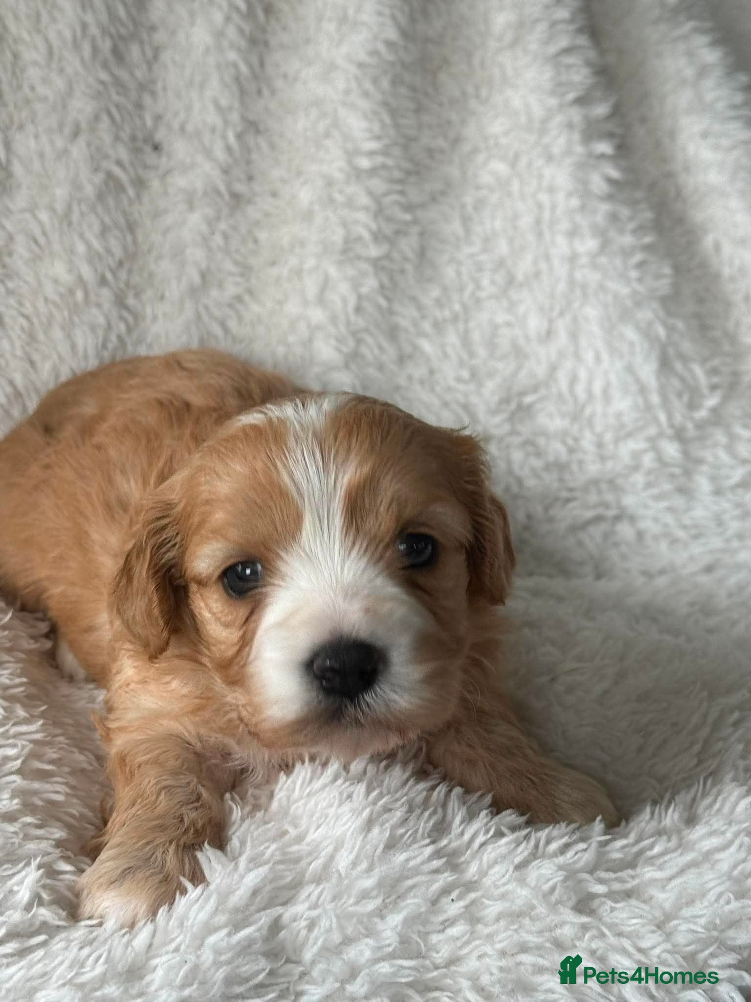 Cavachon dogs Gorgeous  Cavachon  - Advert 1