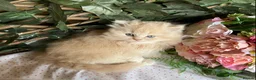 British Longhair cats for sale: British long and shorthair kittens  - Advert 13