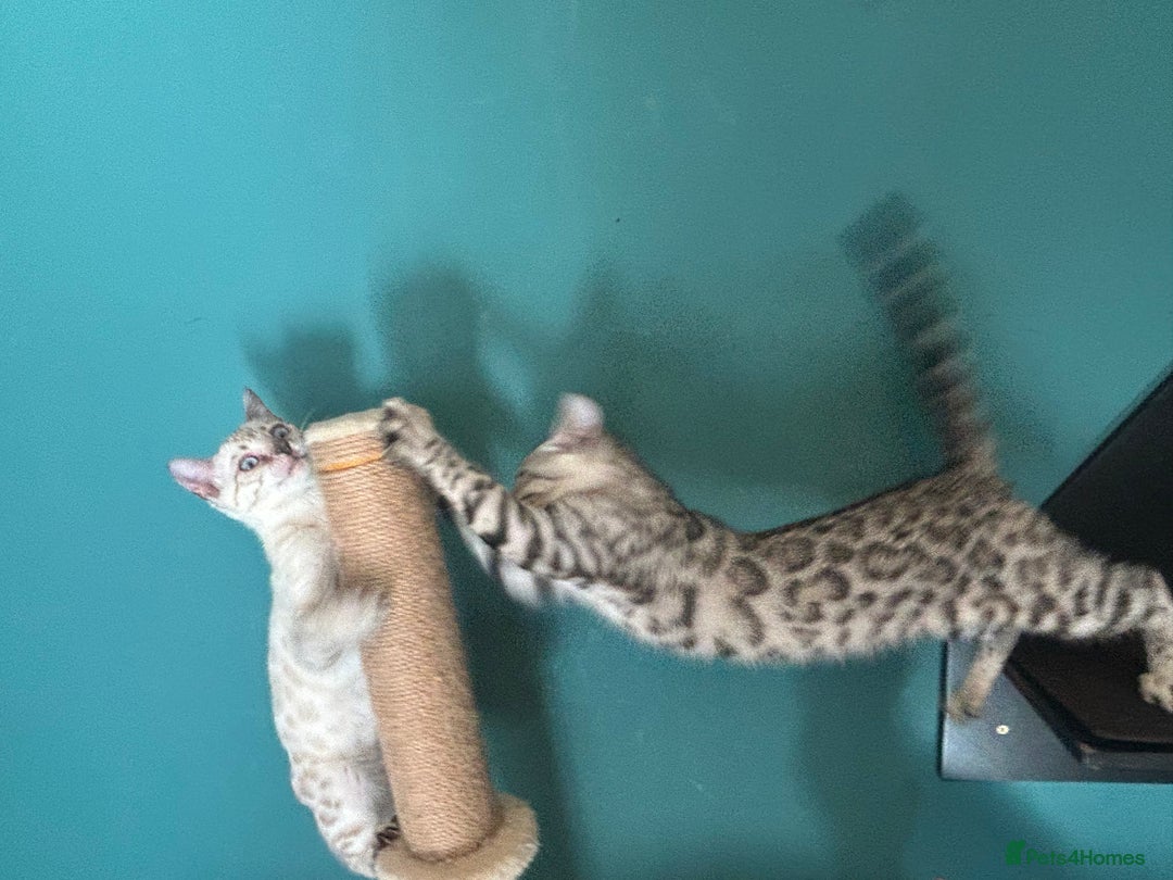 Bengal cats for sale: Two incredibly friendly TICA reg kittens  in Darwen - Image 23
