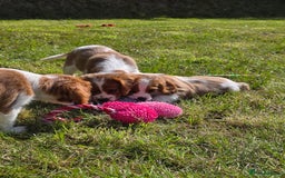 Cavalier King Charles Spaniel dogs for sale: Cavalier King Charles Puppies  - Image 7