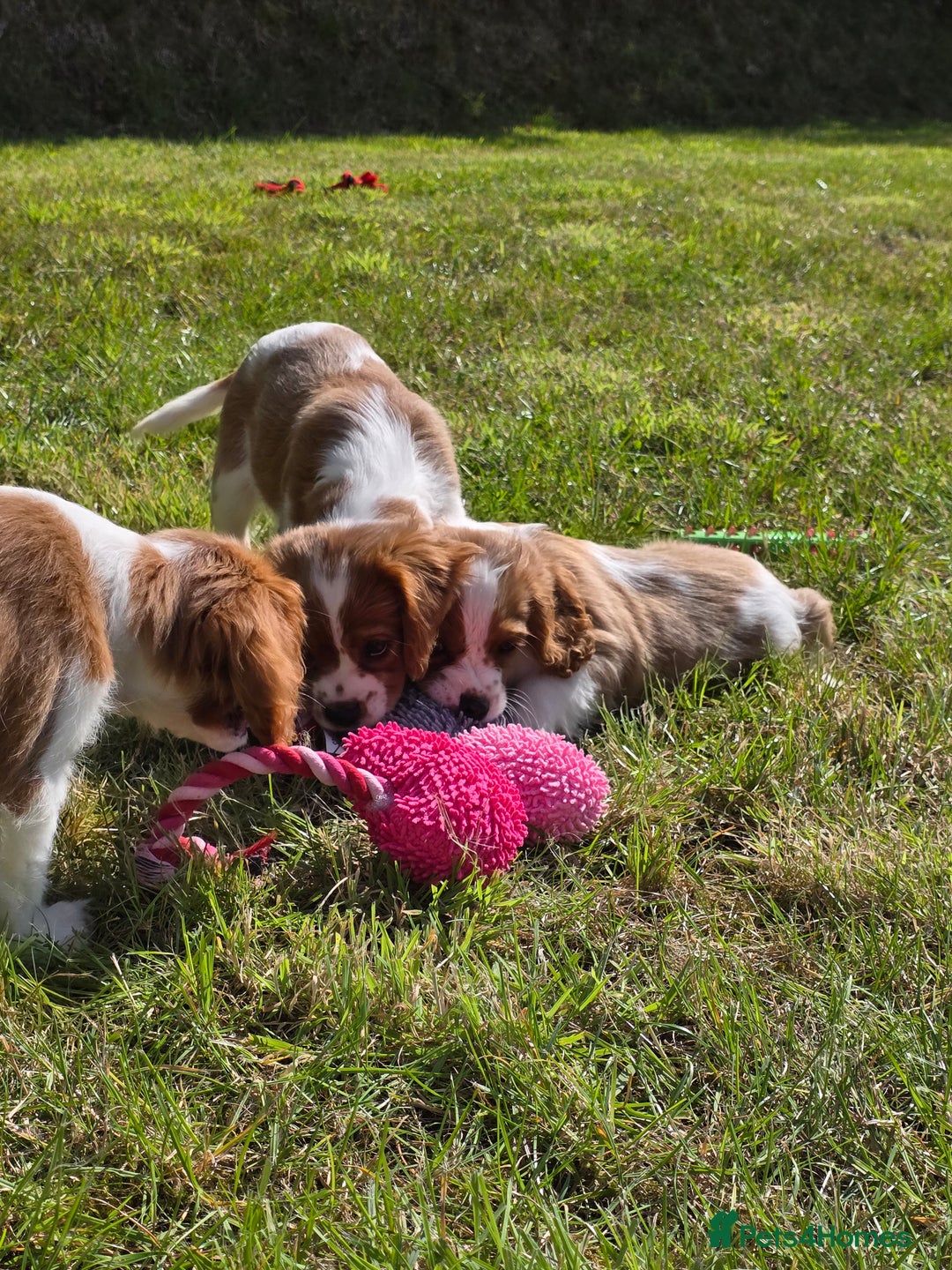 Cavalier King Charles Spaniel dogs for sale: Cavalier King Charles Puppies  - Image 7