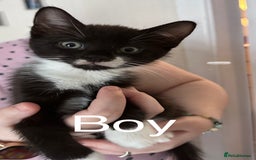 Mixed Breed cats for sale: British Bombay mixed  - Image 4