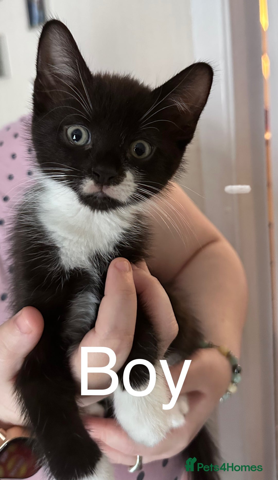 Mixed Breed cats for sale: British Bombay mixed  - Image 4