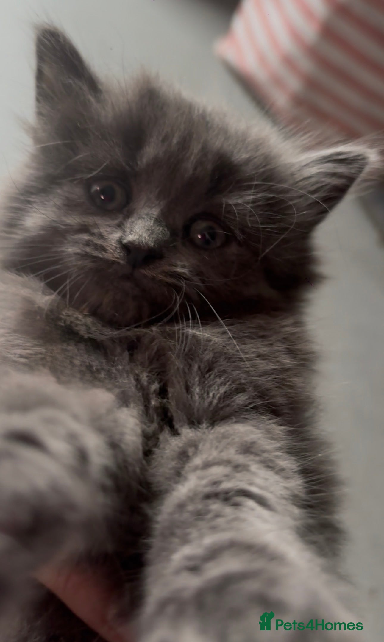 Mixed Breed cats Beautiful fluffy friendly babies - Advert 2