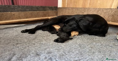 Labrador Retriever dogs - Advert 10