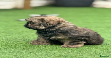 Shih Tzu dogs - Advert 5