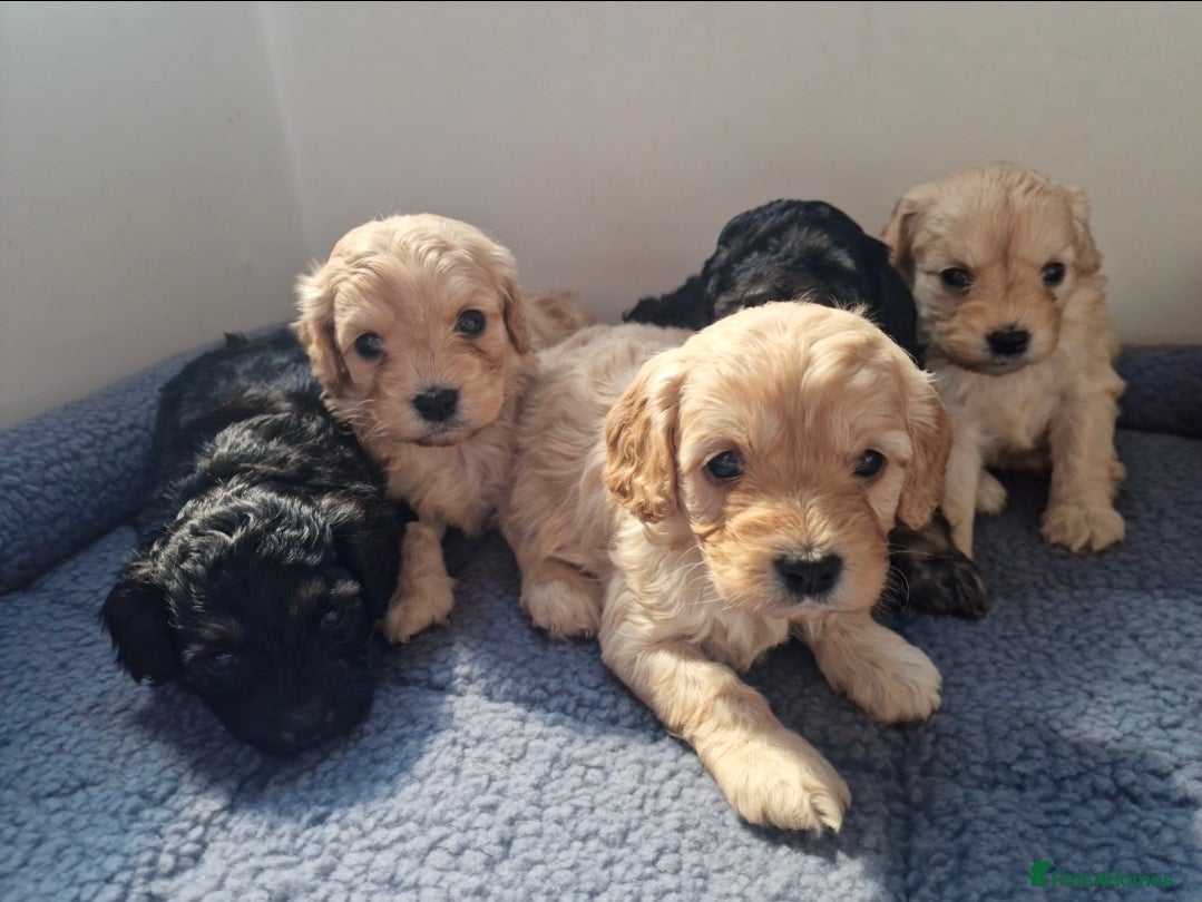 Cavapoo dogs Champagne and Black Tan Cavapoo Pups - Advert 1