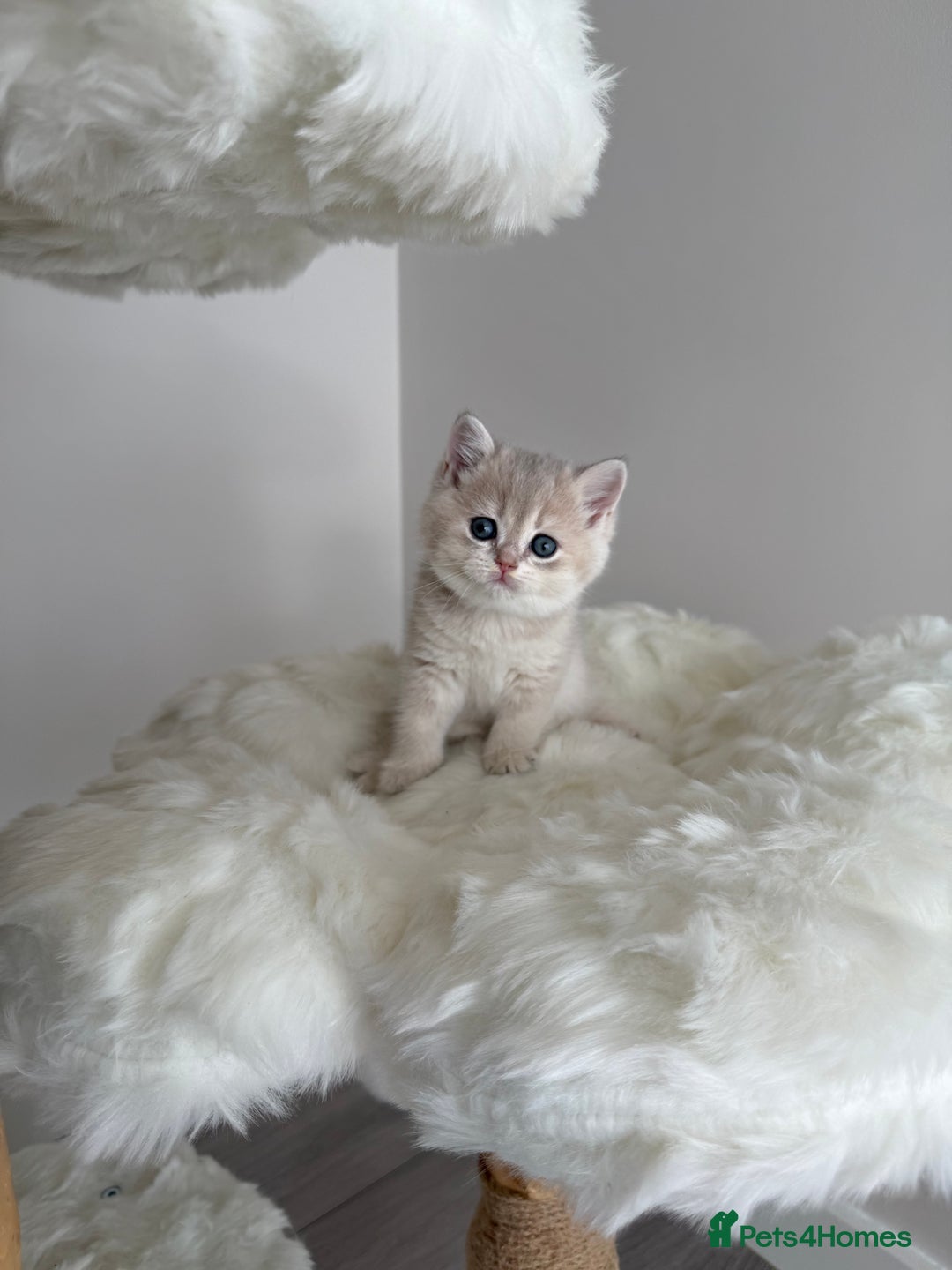 British Shorthair cats for sale: Golden Blue British Shorthair kittens  - Image 16