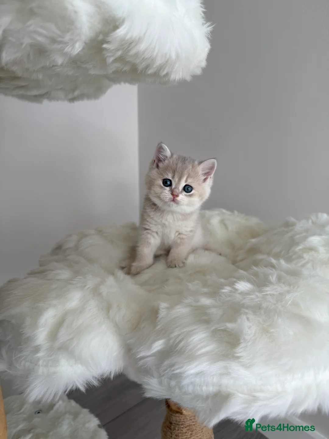 British Shorthair cats for sale: Golden Blue British Shorthair kittens  - Advert 16