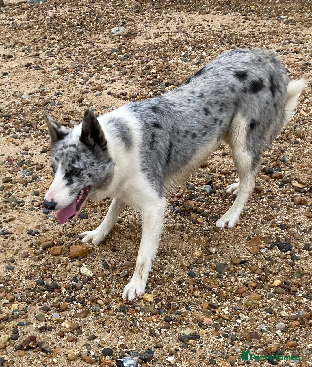 Border Collie dogs for stud: Dukelle Otis  in Benfleet - Advert 5