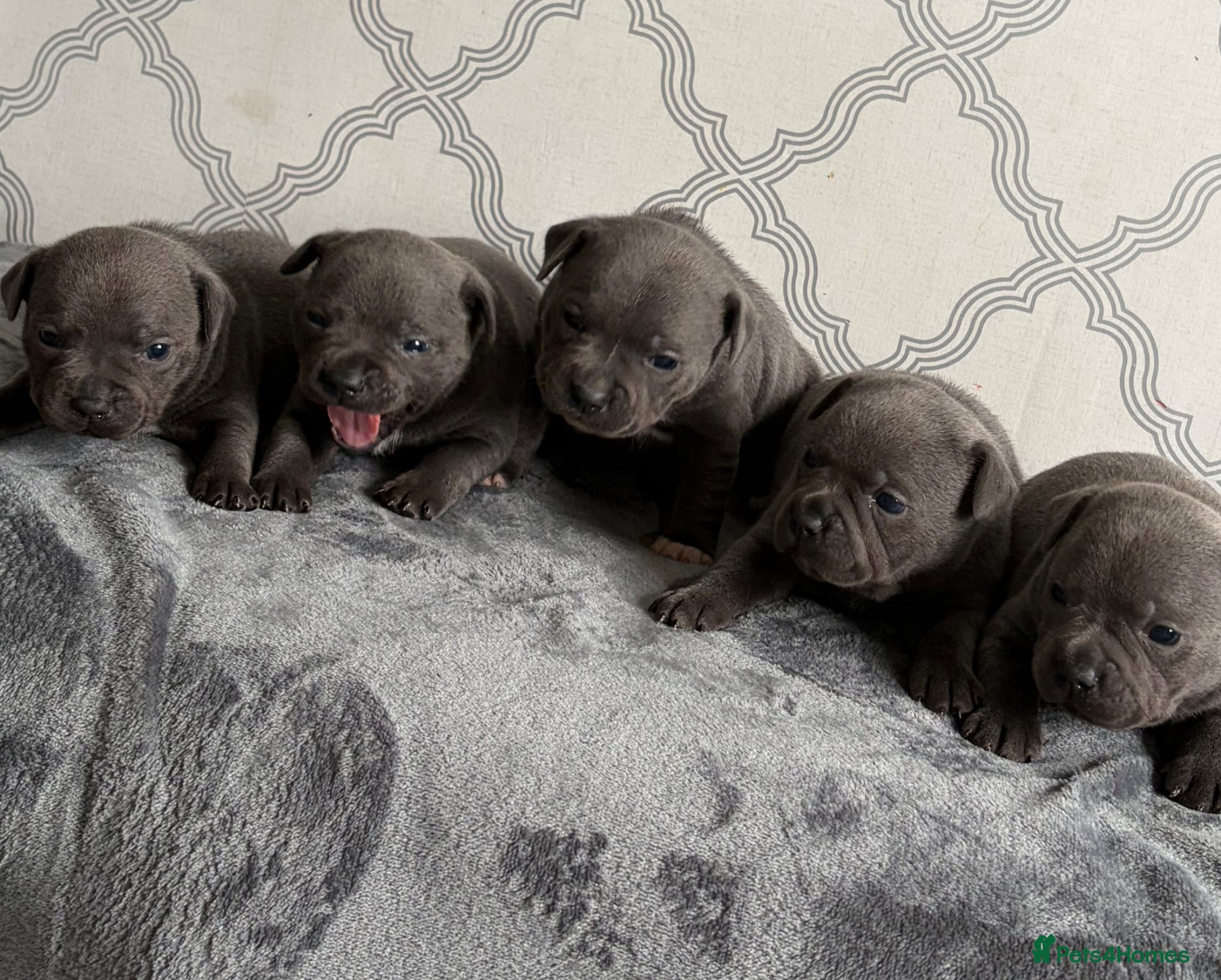 Staffordshire Bull Terrier dogs 💙Outstanding Blue KCreg Staffy Pups 💙 - Advert 2