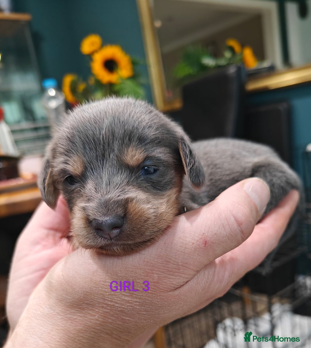 Mixed Breed dogs for sale: Jackweenie puppies - Image 18