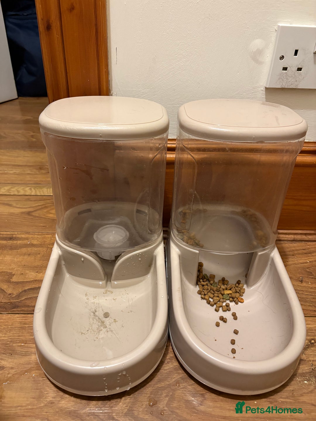 Domestic Shorthair cats for sale: 2 brother cats, 1 year old  - Advert 4