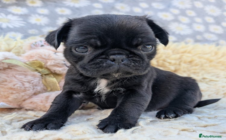 Pug dogs - Advert 2