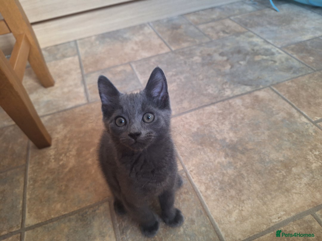 British Shorthair cats for sale: Happy Ragdoll British Short Haired Cross - Image 14