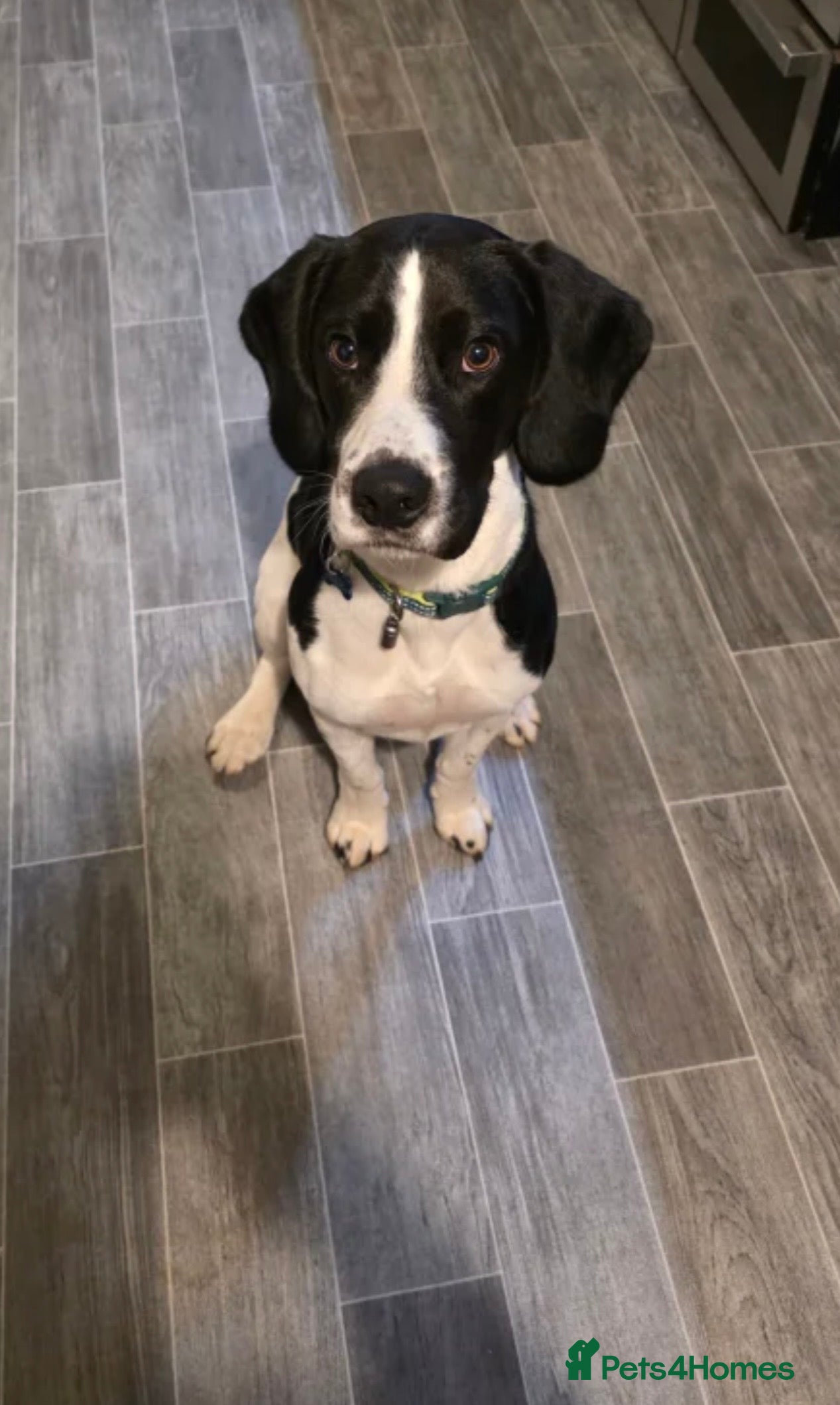 Bocker dogs Bocker 20 months old - Advert 4