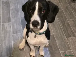 Bocker dogs Bocker 20 months old - Advert 1