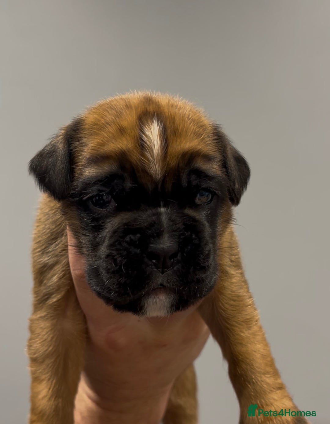 Boxer dogs for sale: 9 Beautiful Boxer Puppies - Pet Only  - Advert 22