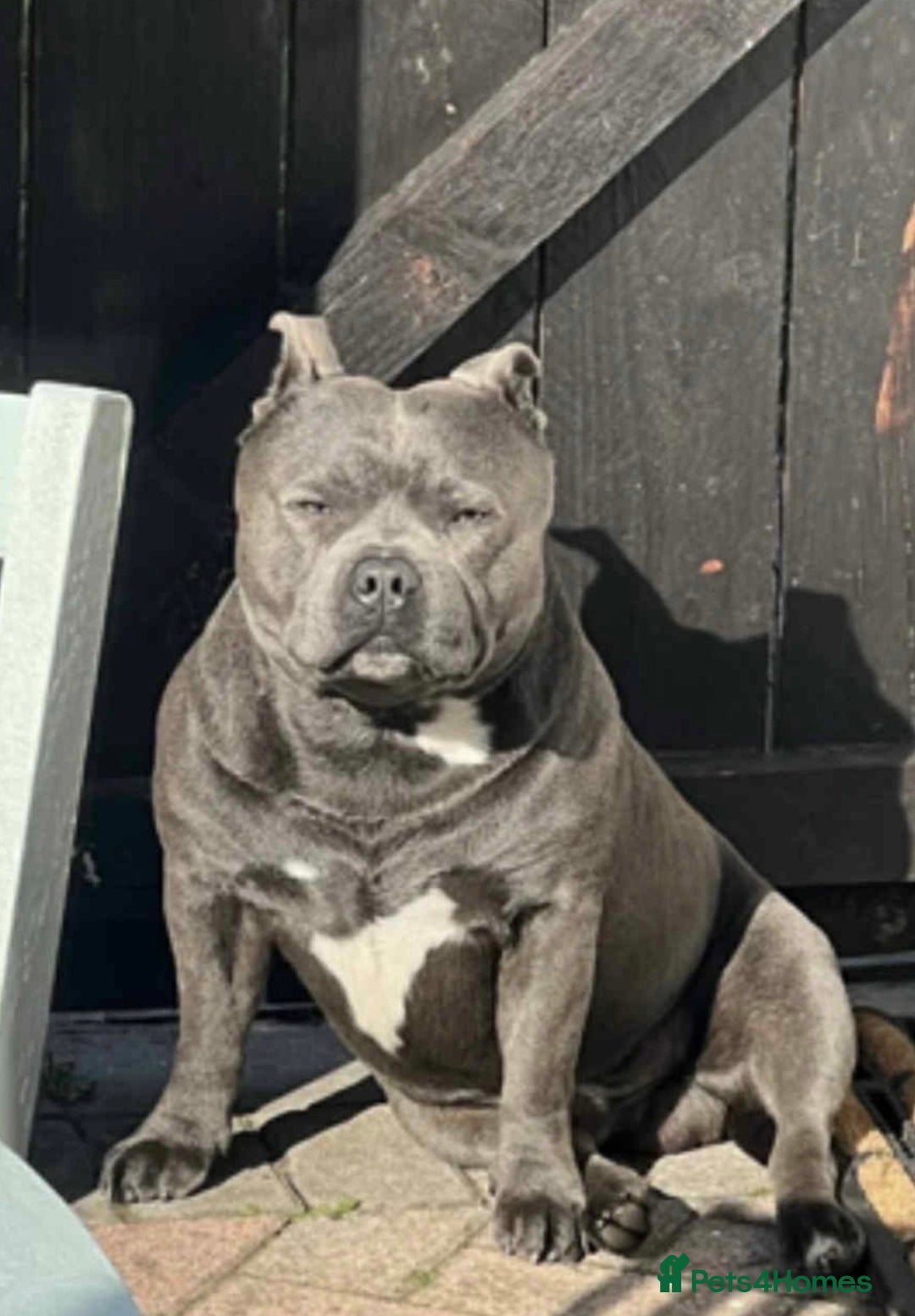 Staffordshire Bull Terrier dogs for sale: Staffordshire Bull Terrier Pups KC REGISTERED  - Image 19