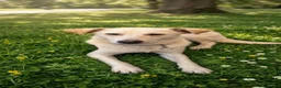 Mixed Breed dogs for adoption: 🐾Dino Adorable Puppy Labrador/German Shepherd - Advert 3