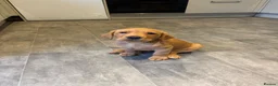 Labrador Retriever dogs for sale: KC Reg Yellow puppies - Advert 3