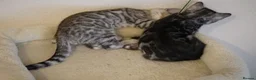 Bengal cats for sale: 2 Tica Registered male Bengal kittens for sale  in Windsor - Advert 14