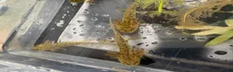 Axolotl reptiles for sale: Baby axolotls  - Advert 6