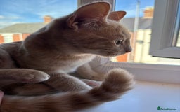 Domestic Shorthair cats for sale: Two male kittens: light and dark ginger  - Image 4